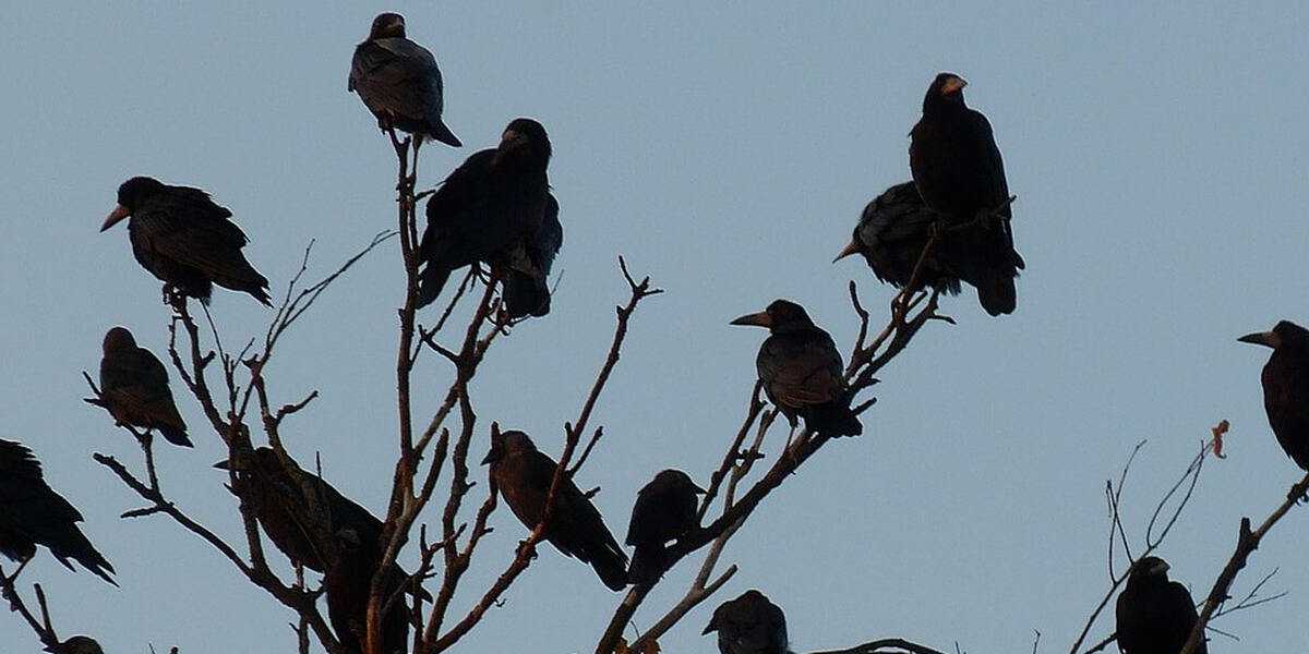 Vogelgrippe auch im Landkreis Dillingen nachgewiesen