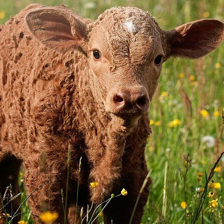 Tierquälerei? Landwirt aus dem Landkreis Aichach-Friedberg angezeigt
