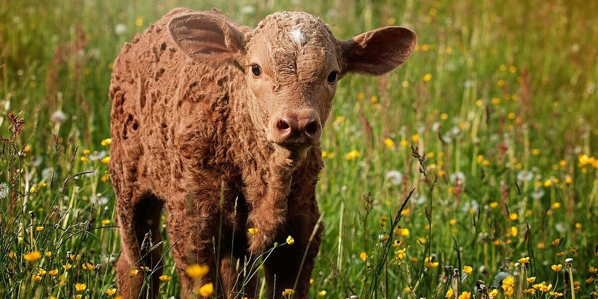 Tierquälerei? Landwirt aus dem Landkreis Aichach-Friedberg angezeigt