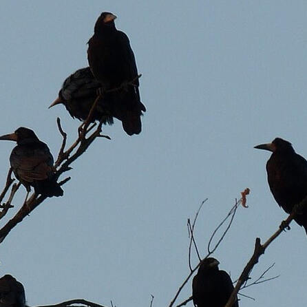 Bei Bobingen: Vogelgrippe im Landkreis Augsburg angekommen