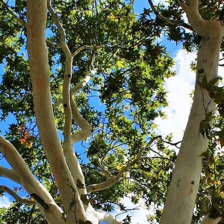 Vandalismus in Gersthofen: Junge Bäume getötet