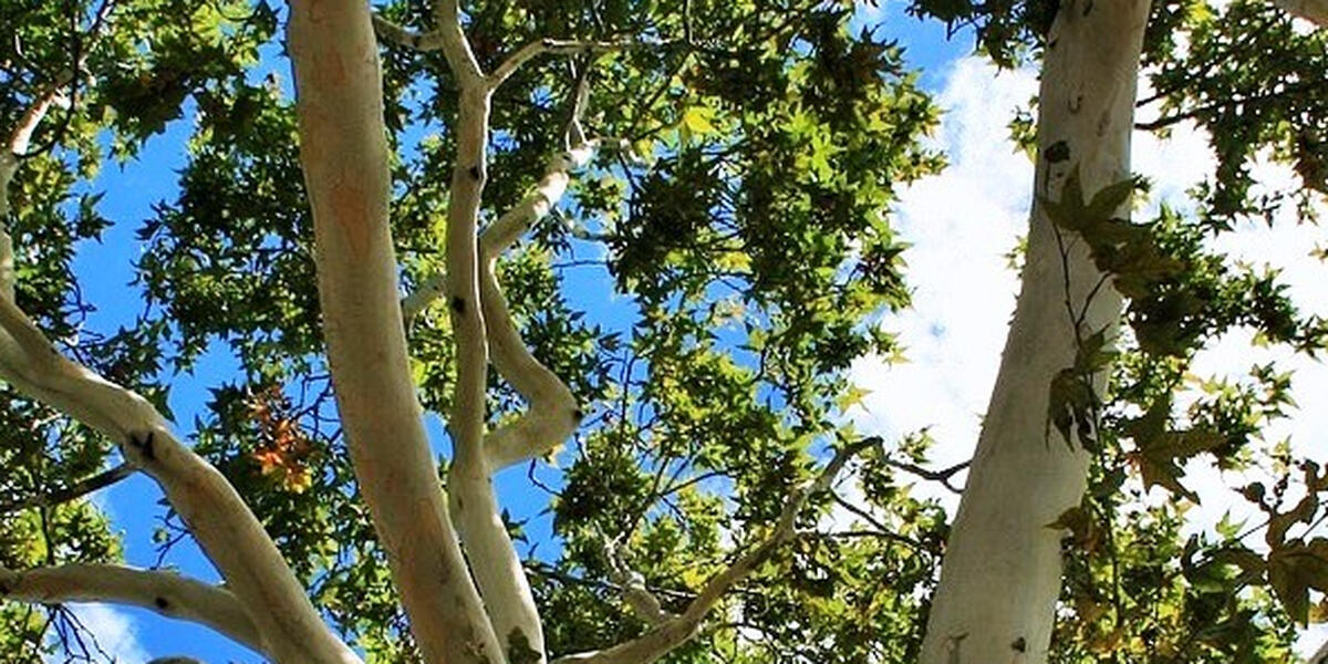 Vandalismus in Gersthofen: Junge Bäume getötet