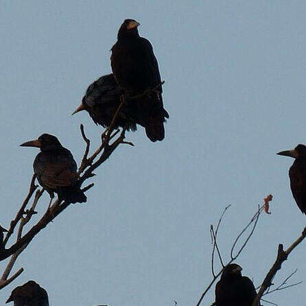 Vogelgrippe jetzt auch im Augsburger Stadtgebiet