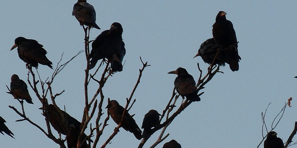 Vogelgrippe jetzt auch im Augsburger Stadtgebiet