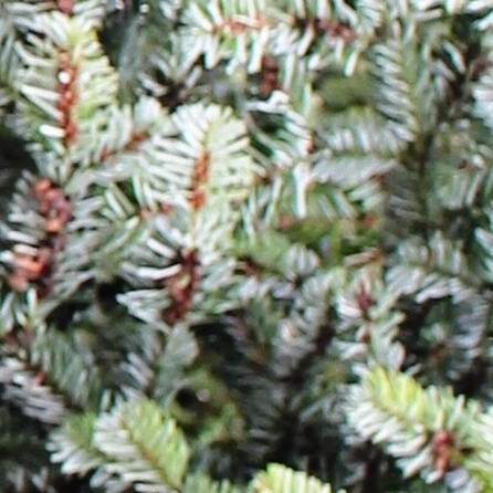 Bachhagel: Schon wieder der Weihnachtsbaum umgesägt