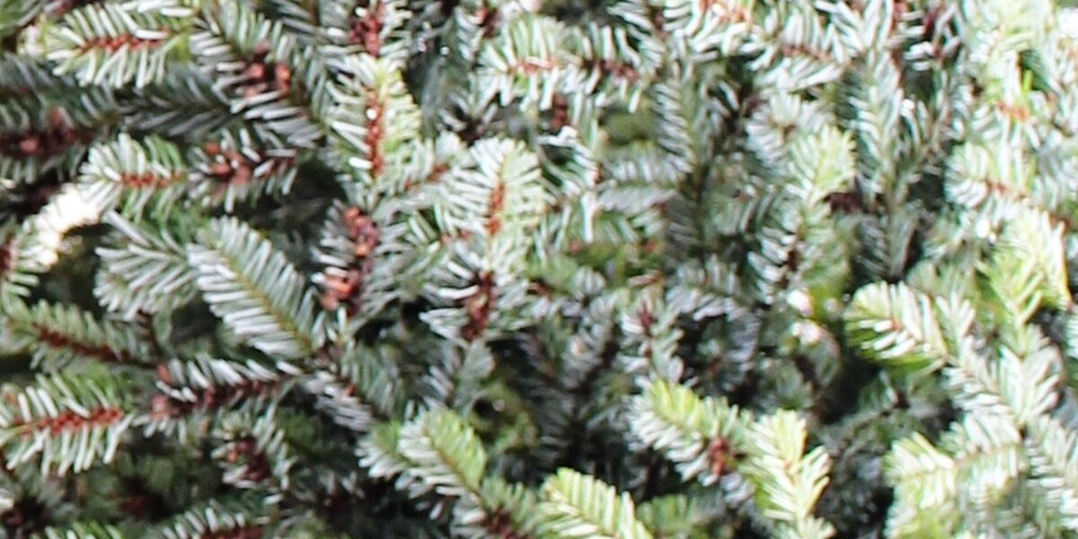 Bachhagel: Schon wieder der Weihnachtsbaum umgesägt