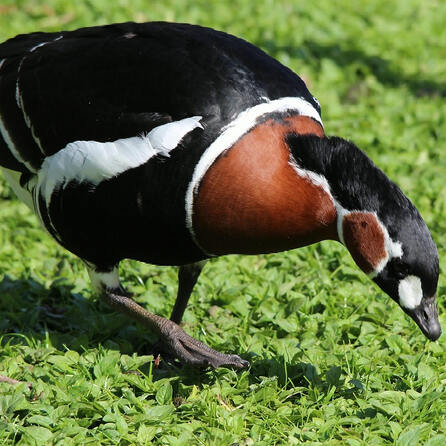 Vogelgrippe im Augsburger Zoo: Rothalsgans hat sich das Virus eingefangen