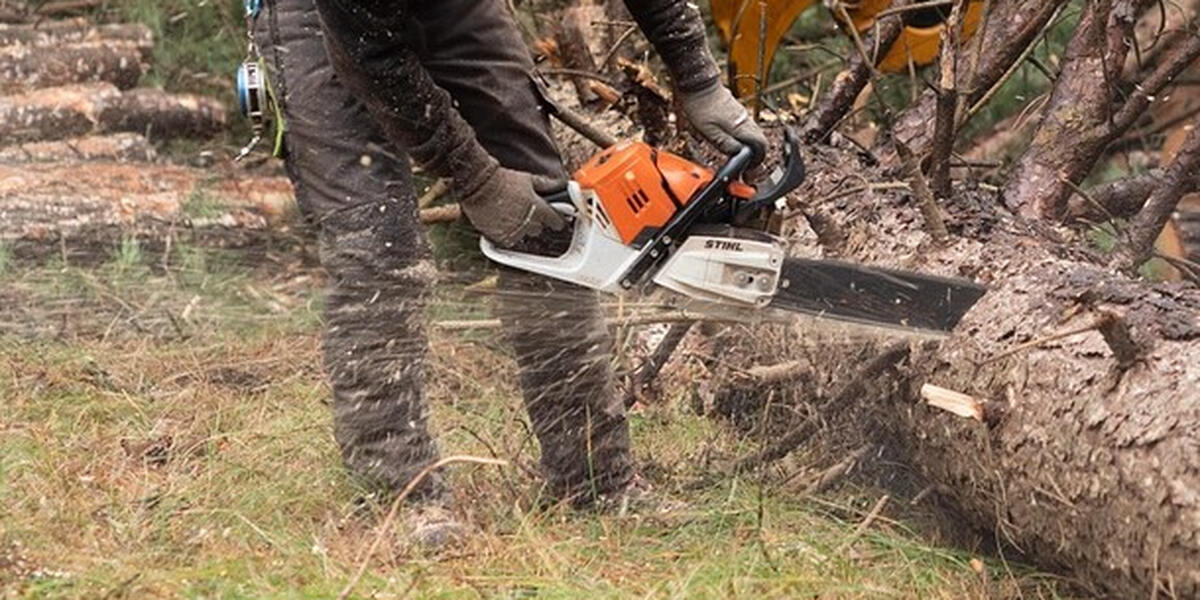 Baumfällungen am Rottachweiher in Lechbruck schockieren Anwohner - Eschen waren für Vögel Lebensraum