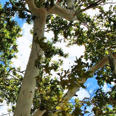 Für Linie 6: In Augsburg müssen mehrere Bäume weg