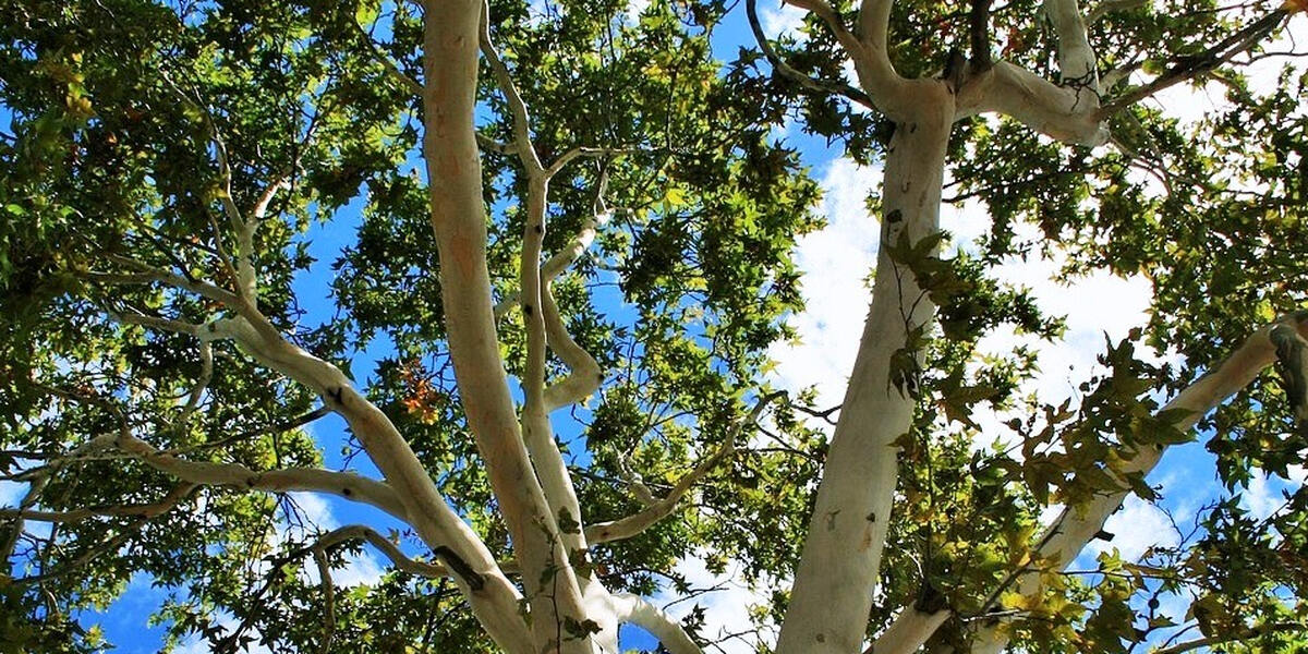 Für Linie 6: In Augsburg müssen mehrere Bäume weg