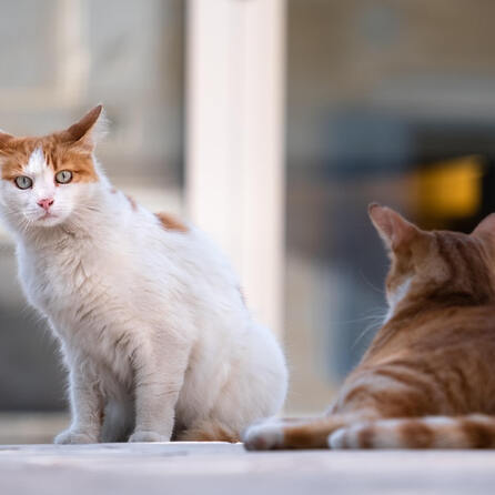 Verwahrloste Katzen in Wiggensbach: Polizei greift ein und rettet ausgehungerten Tieren das Leben