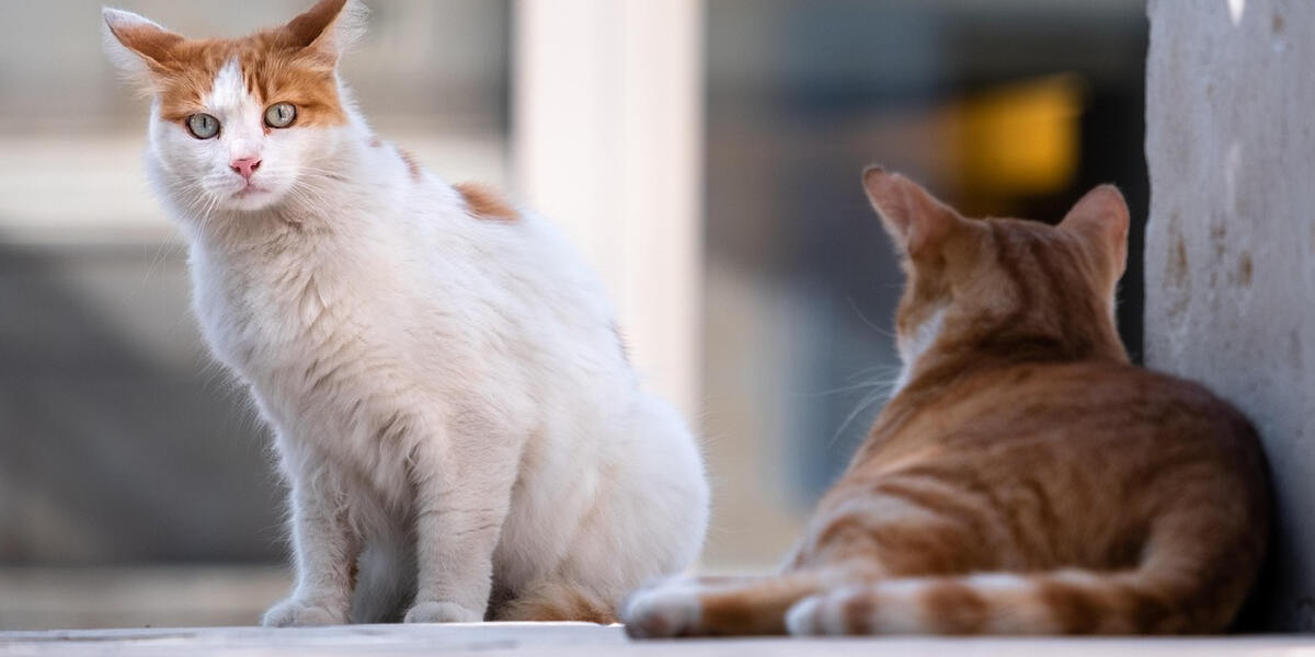 Verwahrloste Katzen in Wiggensbach: Polizei greift ein und rettet ausgehungerten Tieren das Leben