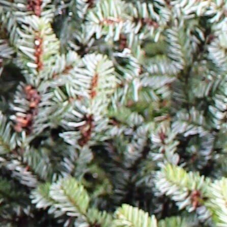 Vandalismus: Christbaum in Bissingen umgesägt