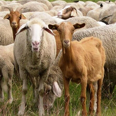 Schafsriss in Ziemetshausen: DNA-Spuren sind von einem Wolf