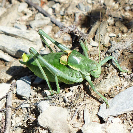 Kleine Sensation im Landkreis Donau-Ries: Wanstschrecke aufgetaucht
