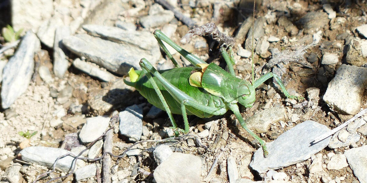 Kleine Sensation im Landkreis Donau-Ries: Wanstschrecke aufgetaucht