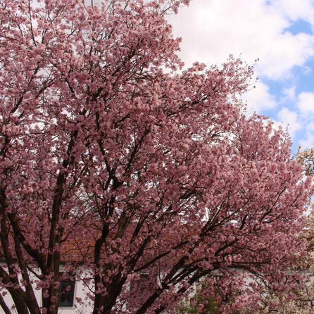 Nur alle sieben Jahre: Der Schäfflertanz ist wieder in Dinkelscherben