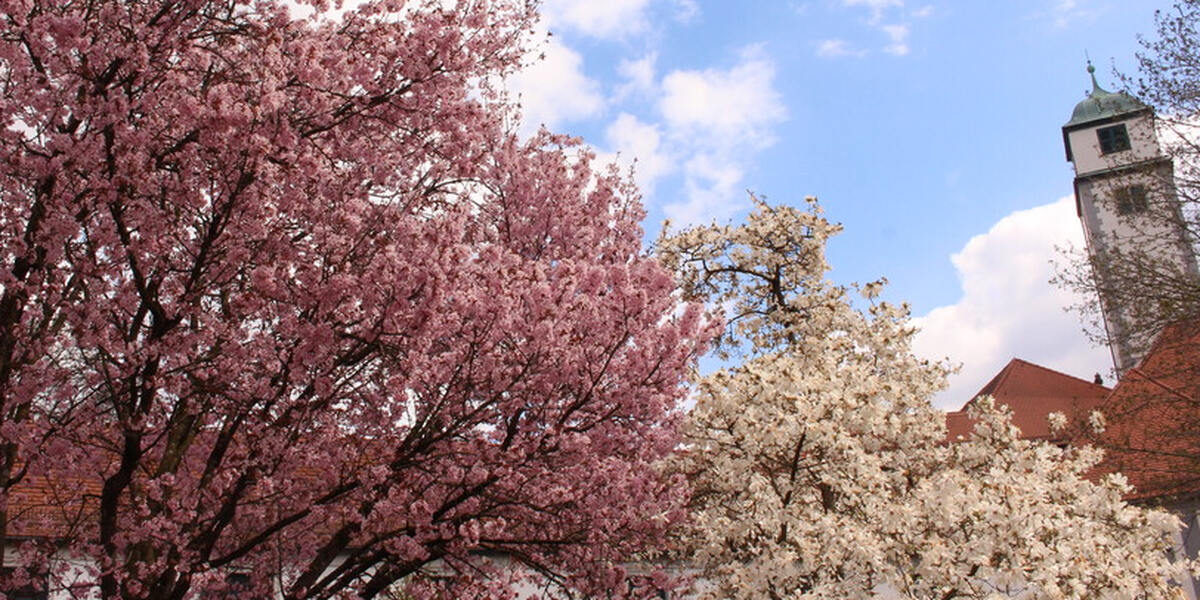 Nur alle sieben Jahre: Der Schäfflertanz ist wieder in Dinkelscherben