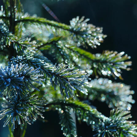 Raus aus der Wohnung: Weihnachtsbäume werden in Augsburg eingesammelt