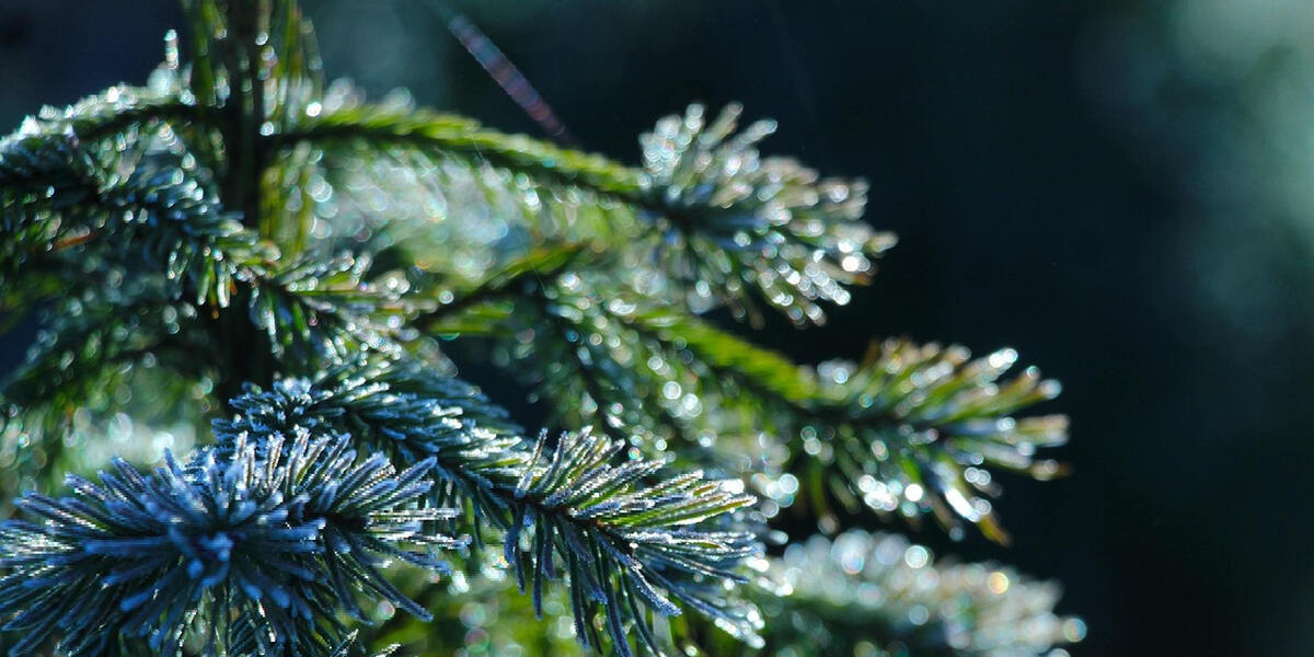 Raus aus der Wohnung: Weihnachtsbäume werden in Augsburg eingesammelt