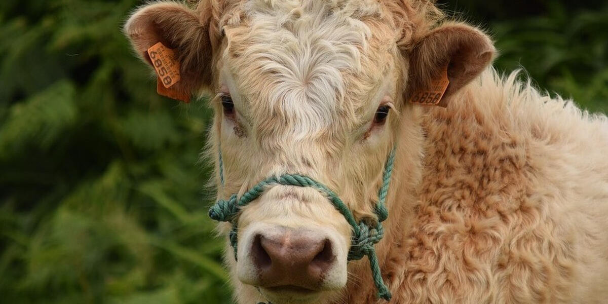 Memmingen: Erneuter Prozess um Tierschutzskandal in Bad Grönenbach