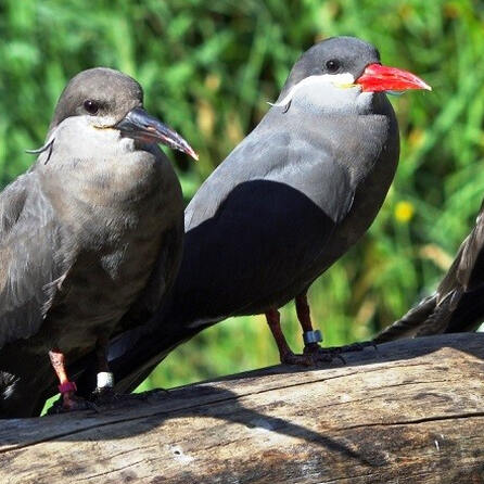 Alle zwei Jahre: Lindenberg sucht die deutsche Hutkönigin