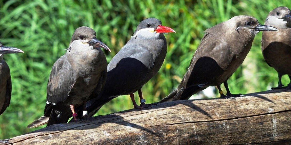 Alle zwei Jahre: Lindenberg sucht die deutsche Hutkönigin