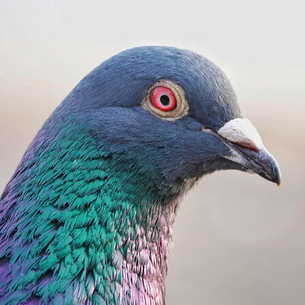 Taubenrettung in Augsburg: Atemberaubender Feuerwehreinsatz am Staatstheater