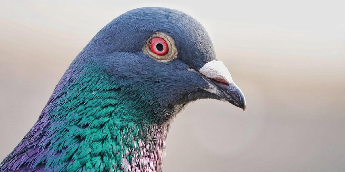 Taubenrettung in Augsburg: Atemberaubender Feuerwehreinsatz am Staatstheater