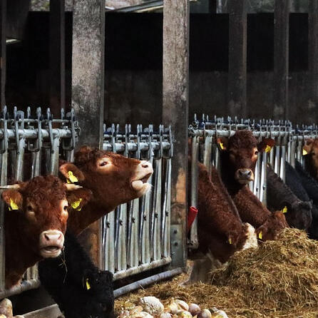 Prozess gegen Allgäuer Landwirte in Memmingen: Anklage wegen Vernachlässigung kranker Rinder führt zu langwierigem Verfahren