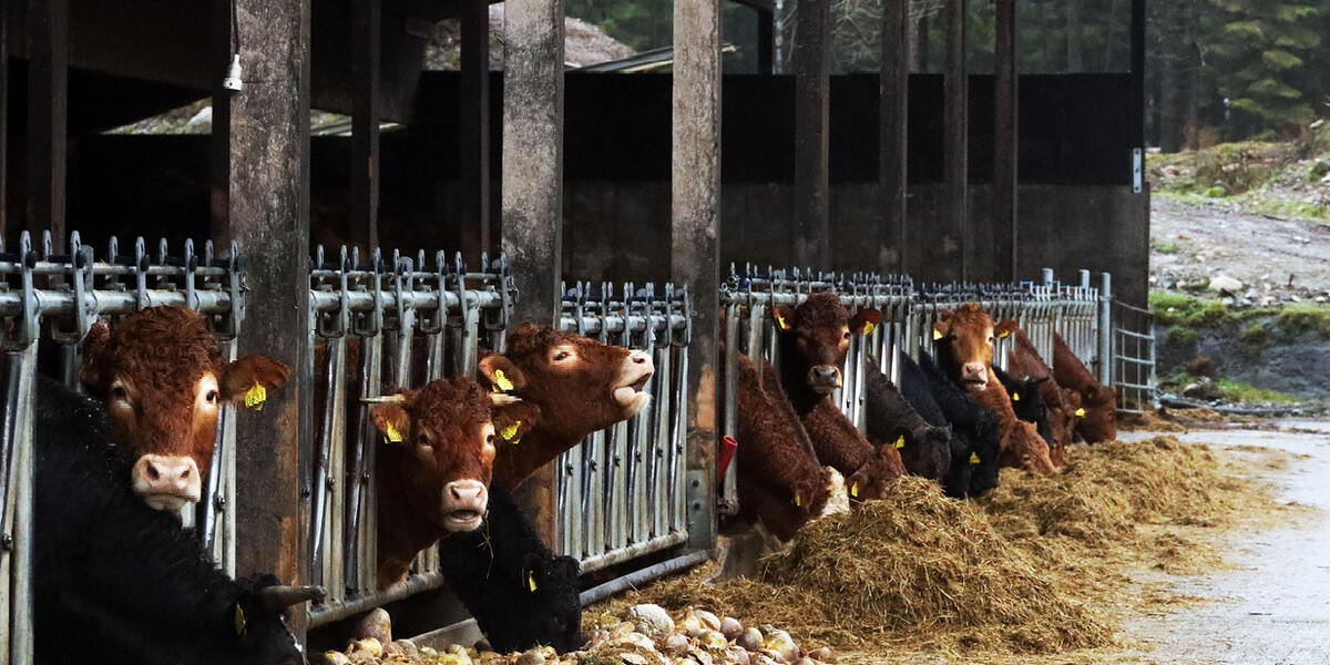 Prozess gegen Allgäuer Landwirte in Memmingen: Anklage wegen Vernachlässigung kranker Rinder führt zu langwierigem Verfahren