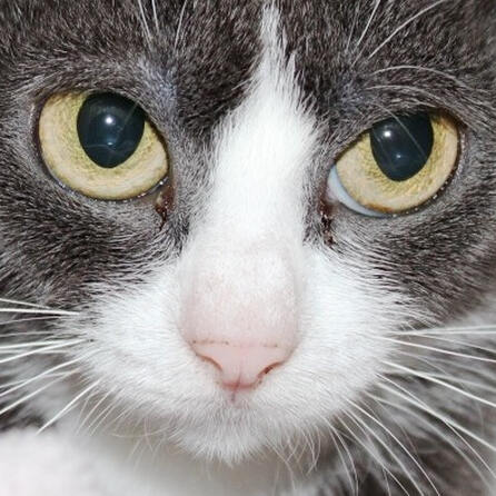 Diedorf: Offensichtlich ein Tierquäler enthauptet Katze