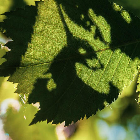 Hitzeaktionsplan Kempten: Bürgerbeteiligung gegen Klimawandel - Wo sind eure Lieblingsschattenplätze?