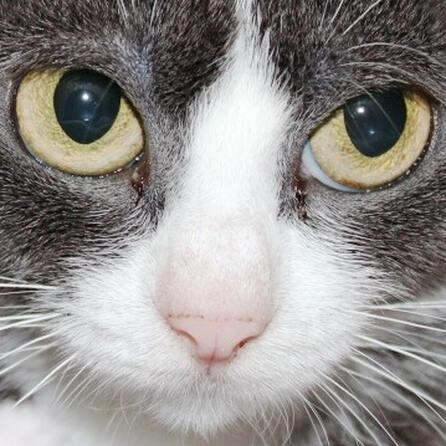 Diedorf: Belohnung für Hinweise zur geköpften Katze