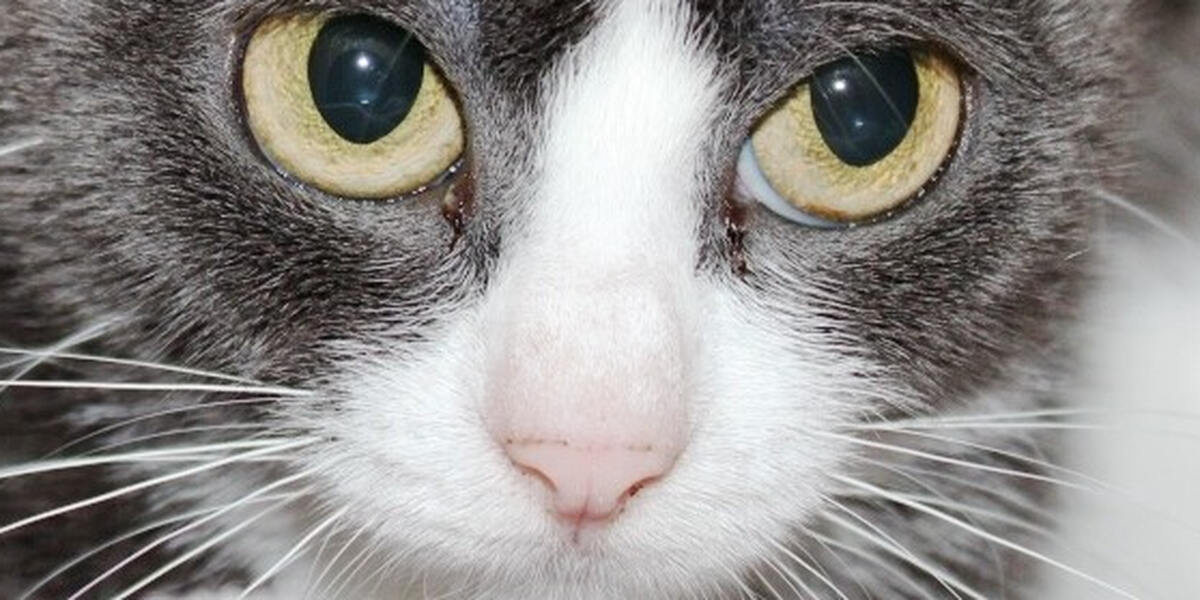 Diedorf: Belohnung für Hinweise zur geköpften Katze