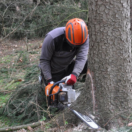 Waltenhofen Schorrenwald: Gewerbegebiet gegen Naherholung - Geplante Abholzung für Gewerbegebiet sorgt für Protest
