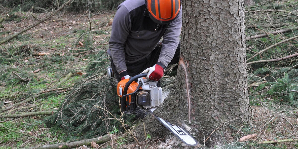 Waltenhofen Schorrenwald: Gewerbegebiet gegen Naherholung - Geplante Abholzung für Gewerbegebiet sorgt für Protest