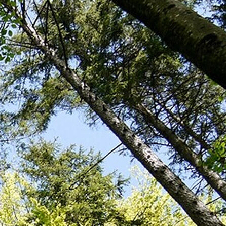 Waldrodung für Lech-Stahlwerke in Meitingen vor dem bayerischen Verwaltungsgerichtshof