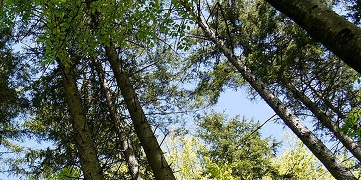 Waldrodung für Lech-Stahlwerke in Meitingen vor dem bayerischen Verwaltungsgerichtshof