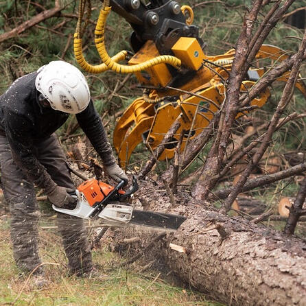 Waldrodung Meitingen: Umweltschützer unterliegen erneut vor Gericht