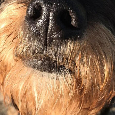 Rettungshundestaffel des Malteser-Hilfsdienstes Augsburg sucht Nachwuchs