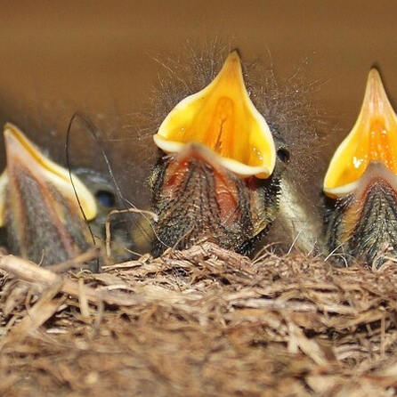 Stadt Augsburg bittet um Vogelschutz