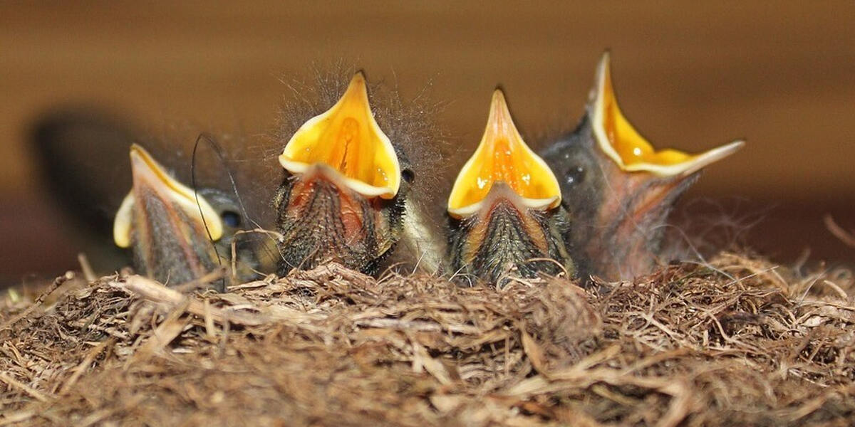 Stadt Augsburg bittet um Vogelschutz
