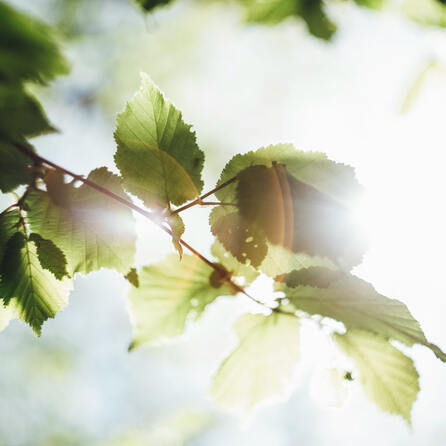 Donauwörth sucht Umweltstars für Umweltpreis