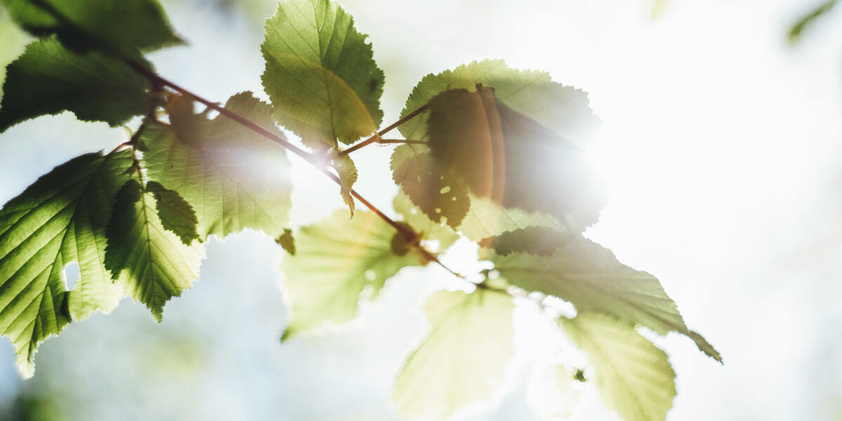 Donauwörth sucht Umweltstars für Umweltpreis