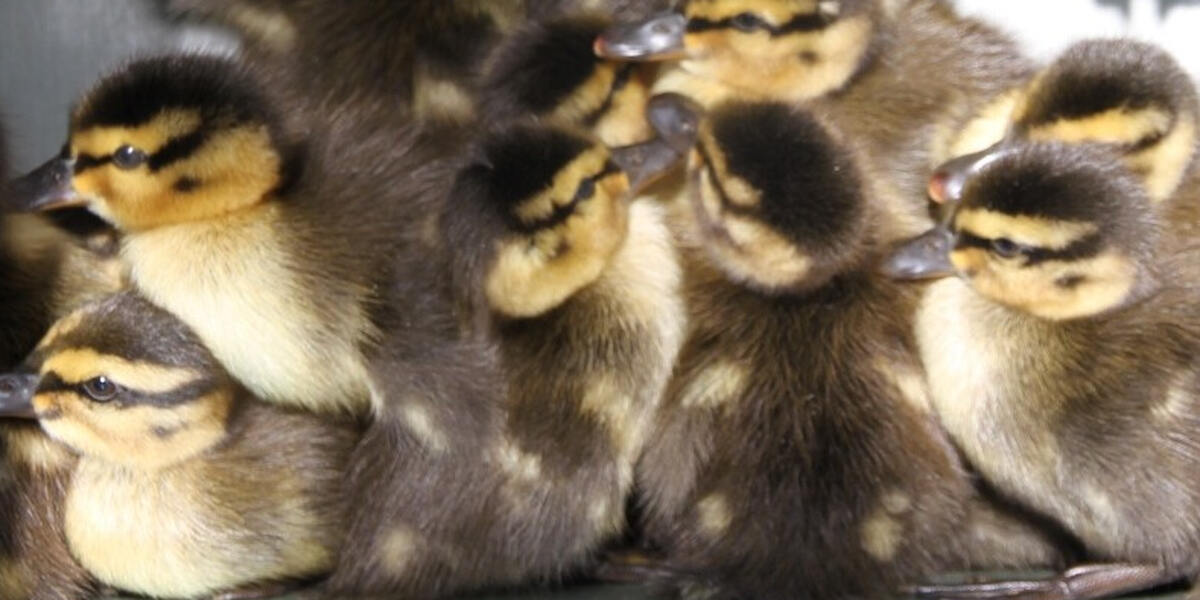 Polizei Kempten auf Laufenten-Fang