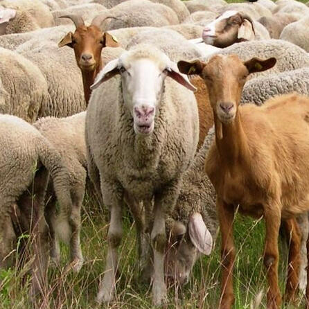 Waldstück bei Schongau: Fell und Kopf eines Schafes entdeckt