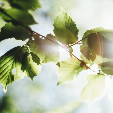 Daniela Groß wird im Kreis Landsberg die erste bayerische grüne Landrätin