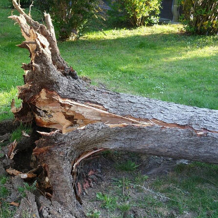 Siebentischwald Augsburg: Vandalen zünden Baum an