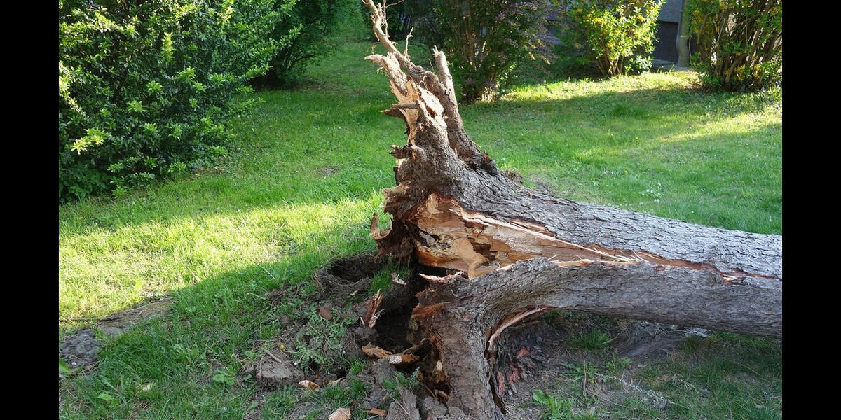 Siebentischwald Augsburg: Vandalen zünden Baum an